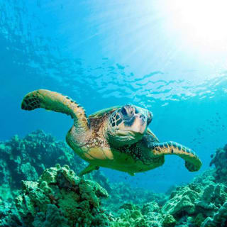 Entrada sin colas para SEA LIFE Benalmádena 1