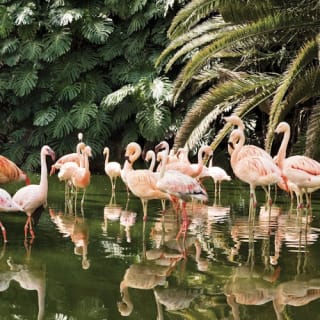 Loro Parque: Entrada 65