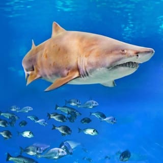 Palma Aquarium: Entrada gratuita + Cine Aquadome 3D opcional 78