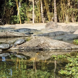 Loro Parque: Entrada 21