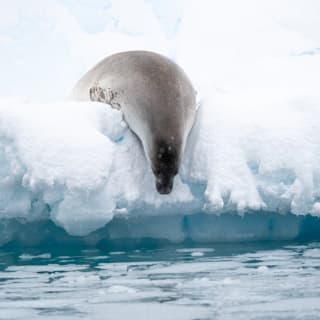 ANTARCTICA 360 - CG GALLERY | LLORET DE MAR 8