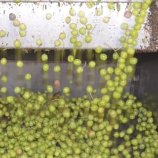 Mallorca: Visita guiada a Bodegas y Almazara + Catas + Traslado de ida y vuelta 16
