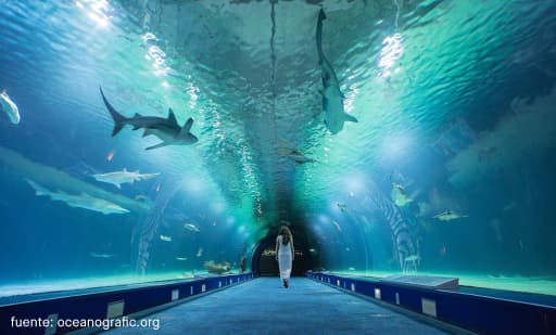 Oceanogràfic València 2