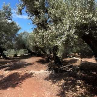 Sierra de Tramuntana hike with small picnic 12