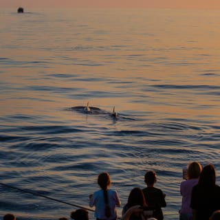 Avistamiento de delfines en Mallorca con Click Mallorca 1