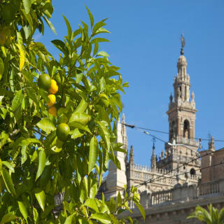 Tour Guiado a la Catedral de Sevilla 4