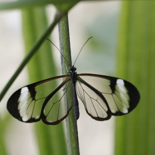 Mariposario de Benalmádena: Entrada 2