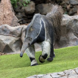 Loro Parque: Entrada 66