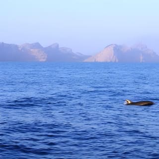 Sunrise Boat Trip in Mallorca with Dolphin-Watching 12