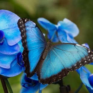 Mariposario de Benalmádena: Entrada
