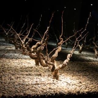 Entrada al VINSEUM con degustación de vino catalán 5