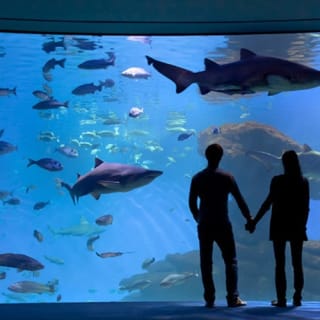 Palma Aquarium: Entrada gratuita + Cine Aquadome 3D opcional 23