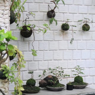 Kokedamas, el arte de tener plantas sin macetas 4