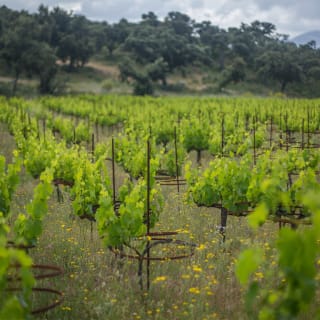 Desde Málaga: Tour por la ciudad de Ronda y experiencia en bodega con cata de vinos – Tour Premium en Grupo Pequeño 3