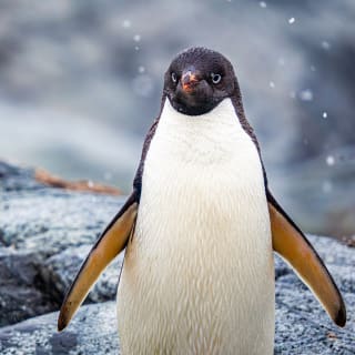 ANTARCTICA 360 - CG GALLERY | LLORET DE MAR 17