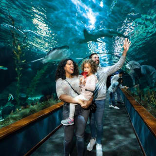 Loro Parque: Entrada 29
