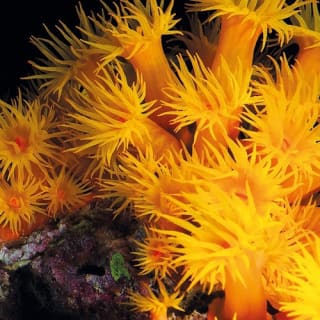Palma Aquarium: Entrada gratuita + Cine Aquadome 3D opcional 39