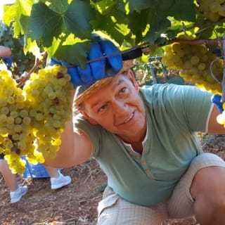 Mallorca: Visita guiada a Bodegas y Almazara + Catas + Traslado de ida y vuelta 1