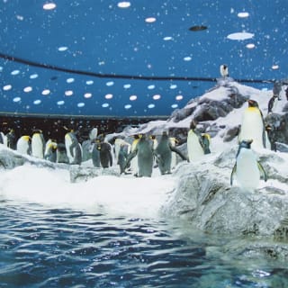 Loro Parque: Entrada 26