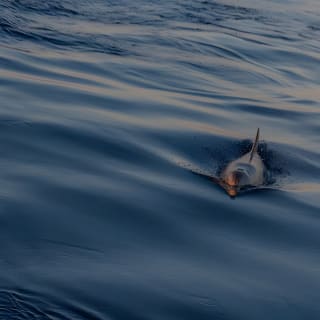 Sunrise Boat Trip in Mallorca with Dolphin-Watching 20