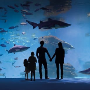 Palma Aquarium: Entrada gratuita + Cine Aquadome 3D opcional