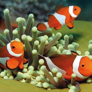 Palma Aquarium: Entrada gratuita + Cine Aquadome 3D opcional 72