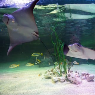 Entrada sin colas para SEA LIFE Benalmádena 5