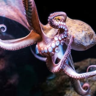 Palma Aquarium: Entrada gratuita + Cine Aquadome 3D opcional 19
