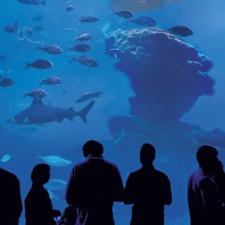 Palma Aquarium: Entrada gratuita + Cine Aquadome 3D opcional 79