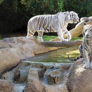 Loro Parque: Entrada 41