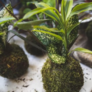 Kokedamas, el arte de tener plantas sin macetas 6