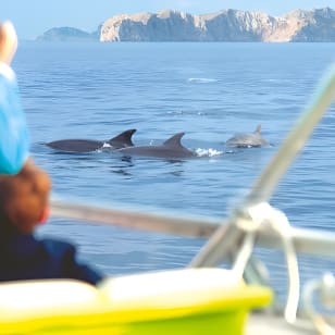 Sunrise Boat Trip in Mallorca with Dolphin-Watching