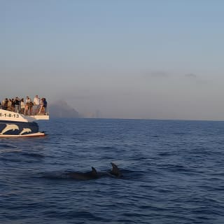 Sunrise Boat Trip in Mallorca with Dolphin-Watching 10