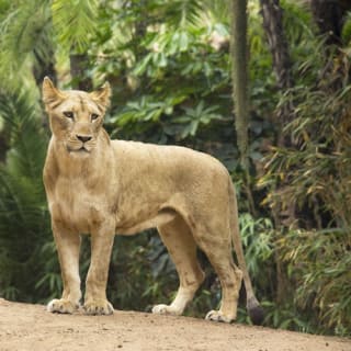 Loro Parque: Entrada 67